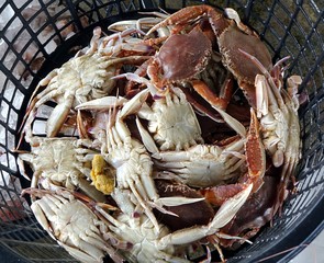 Basket with Fresh Crabs