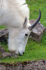 Rocky Mountain Goat Grazing Closeup