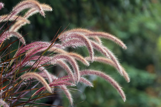 Purple Fountain Grass Closeup