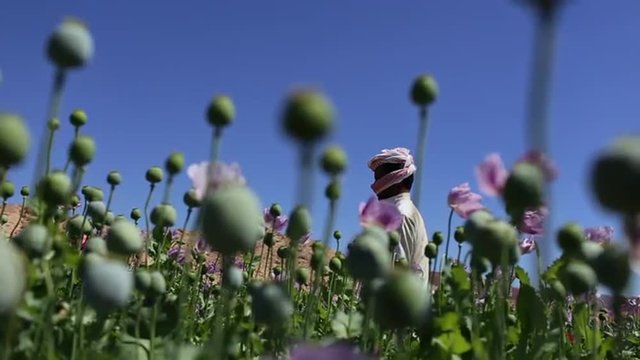 Close of opium poppies growing in a Middle Eastern country. Arab man nearby.