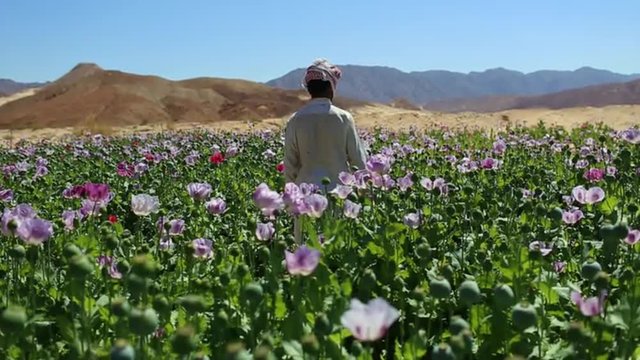 An Arab man stands in opium fields during harvest season.