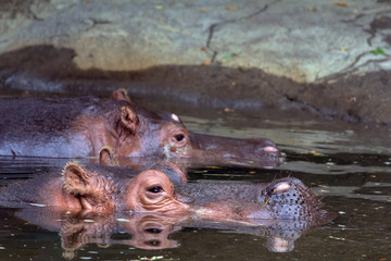 Fototapeta premium Hippopotamus Amphibius Pair