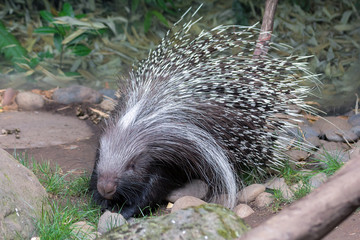 African Crested Porcupine