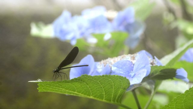 紫陽花をバックに止まっているハグロトンボ