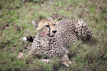 Cheetah eating its meal in Serengeti National park, Tanzania, Africa