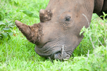 Obraz premium White Rhino head, Mosi-oa Tunya Nation Park, Zambia, Africa