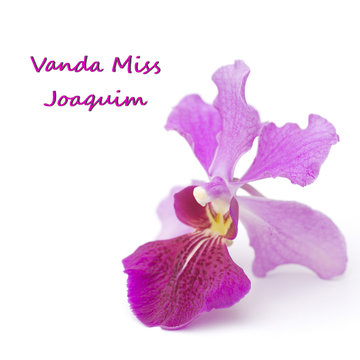 Fototapeta Vanda Miss Joaquim, Singapore's National Flower  unsharpened file