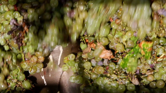 Stemmer crusher crushing grapes at a winery