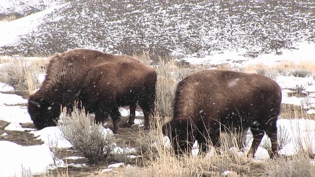 A herd of bison graze hungrily during a light snow on the prairie.