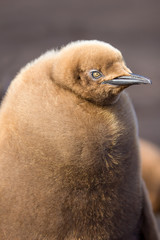 King Penguin chick close up.