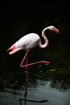 Flamingo フラミンゴ