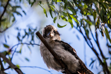 Kookaburra クッカバラ ワライカワセミ