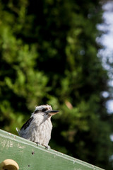 Kookaburra クッカバラ ワライカワセミ