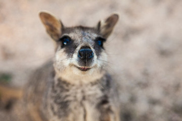Rock wallaby イワワラビー ロックワラビー