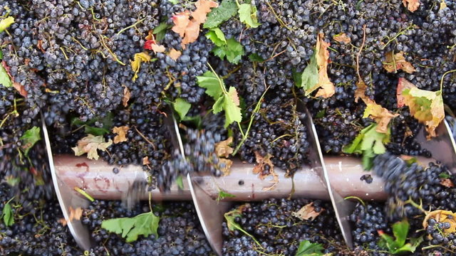 Stemmer crusher crushing grapes at a winery