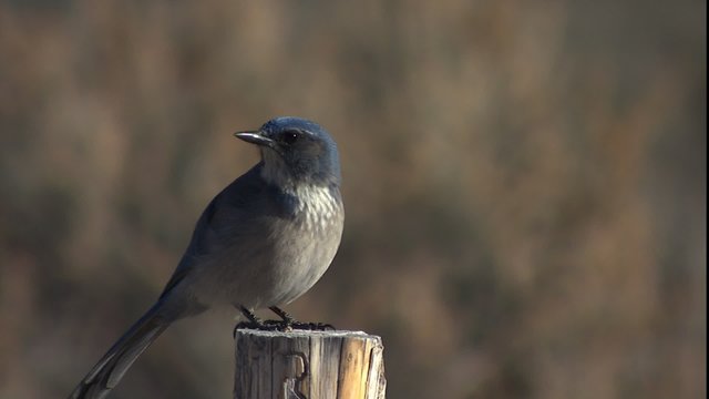 Western blue bird in Utah in winter 