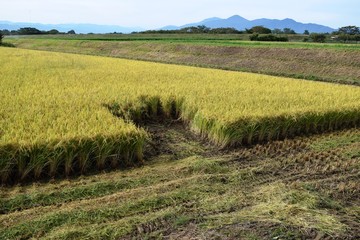 稲刈り中の田園／山形県の庄内地方で、稲刈り中の田園風景を撮影した写真です。