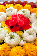 Arranged in a circle flowers red hibiscus