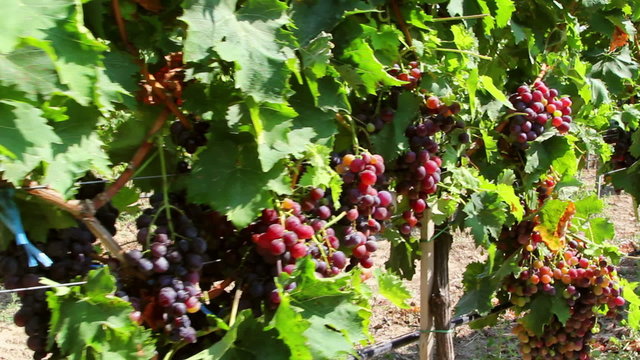 Dolly shot of red grapes hanging on a vineyard