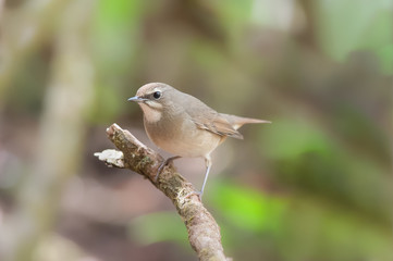 Bird Name Siberian Rubythroat Calliope calliope)