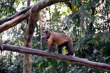 フサオマキザル