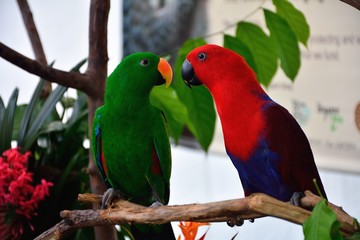 オオハナインコの夫婦