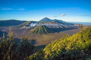 Bromo volcano at sunrise,Tengger Semeru National Park, East Java, Indonesia with beautiful flower as foreground. View from Penanjakan 2