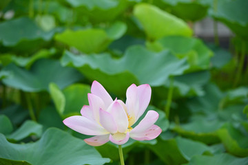 Obraz premium 蓮の花