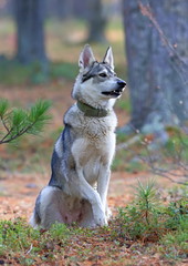 The West Siberian laika