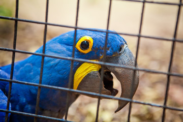 Beauty in captivity. Attractive and beautiful bird behind the iron fence. Life in captivity - the lot of beautiful birds.