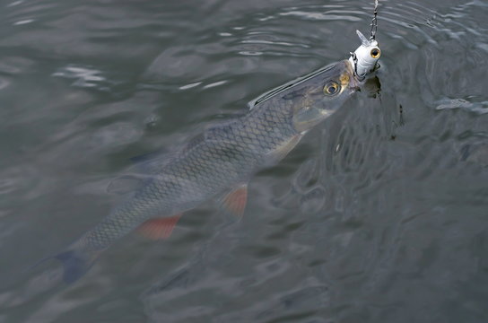 fish caught in the lure