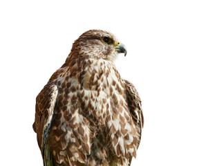 Bird of Prey - Malagasy Kestrel isolated on White looking right