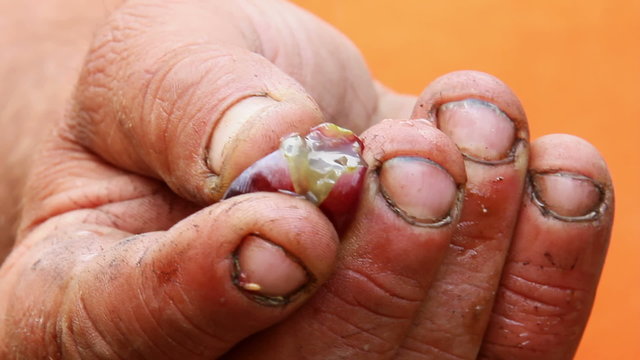 Farmer squeezing a ripe grape shows the clear flesh and juice