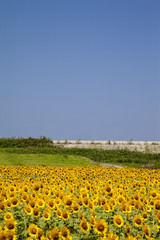 Fototapeta premium ひまわり