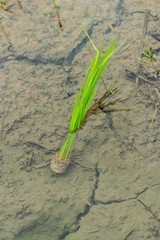  Farmer, farming, seedlings, rice, agriculture.