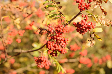 rowan tree in the park sunshine
