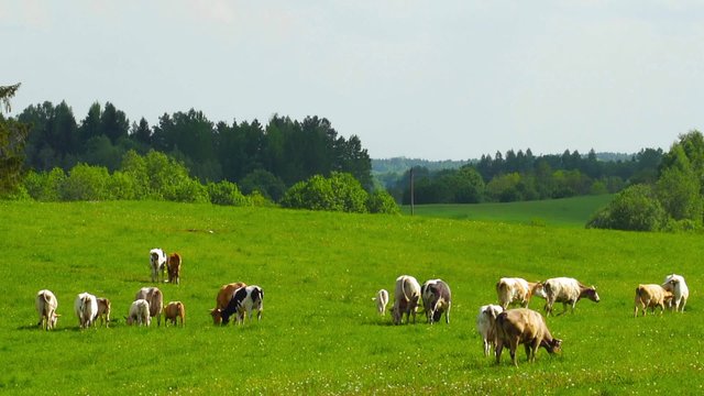 herd of cows grazing in the meadow
