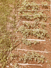 Retro looking Plug tomato plant