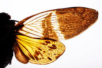 macro close up of Cicada wings . amazing texture