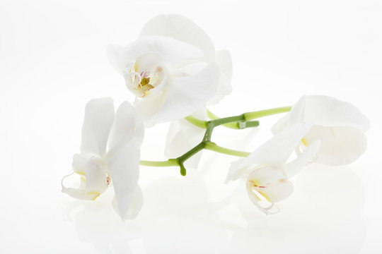 White orchids, bauty, with reflection