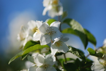 Fleurs de  prunus