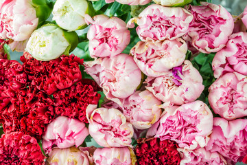 Red and pink carnation flowers