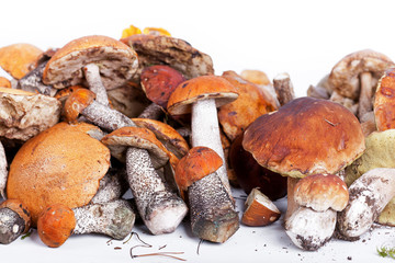 Collection of delicious edible mushrooms