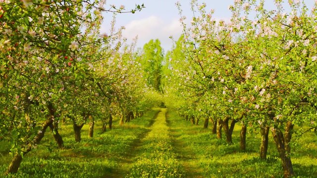 blossoming apple orchard