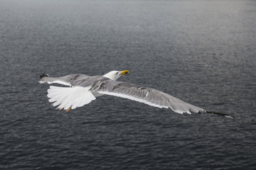 Fototapeta na wymiar Beautiful Seagulls flying in the sky