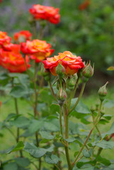 Rose flowers
