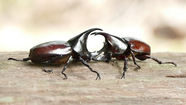 Fighting beetle of rhinoceros beetle in the breeding season
