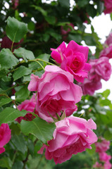 Rose flowers
