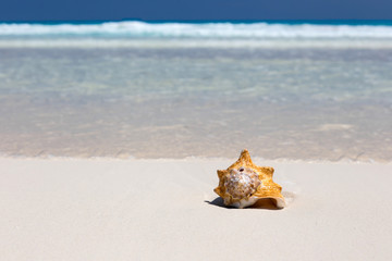 Obraz na płótnie Canvas Seashell on caribbean beach, travel concept