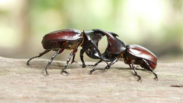 Fighting beetle of rhinoceros beetle in the breeding season

